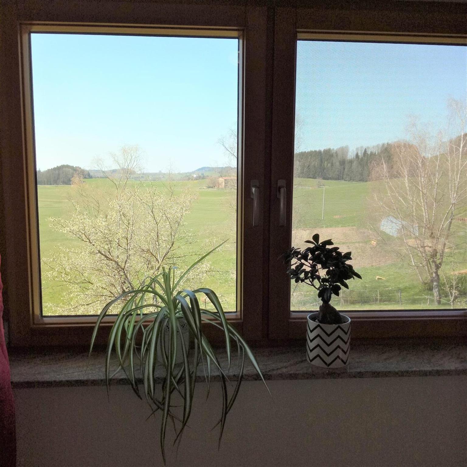 Gasthof Grüner Baum Kongo Amtzell Habitación foto